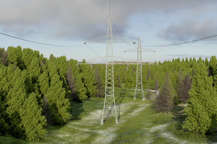 Projecte llavor , bosque con torres de alta tensión
